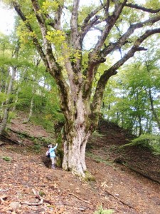 トチノキの巨木。この巨木群は西日本最大級の規模。