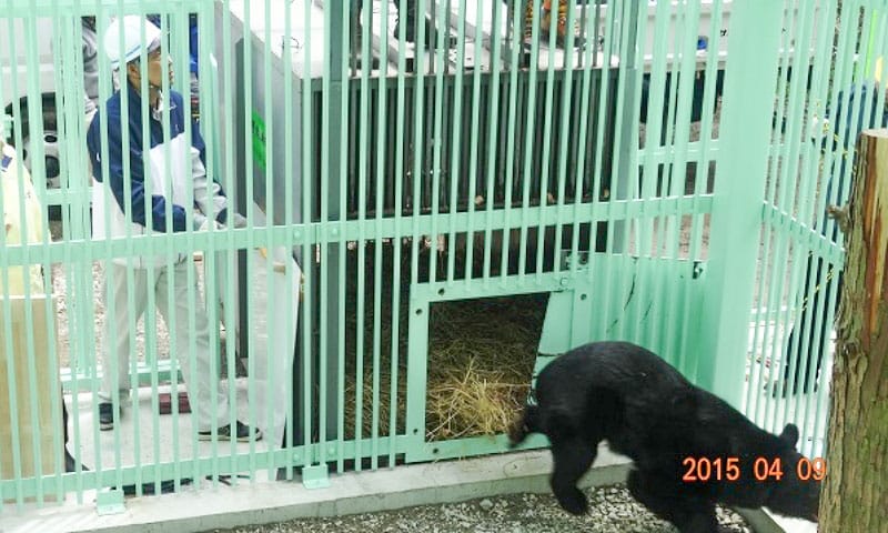 檻の中にいる熊のトヨ