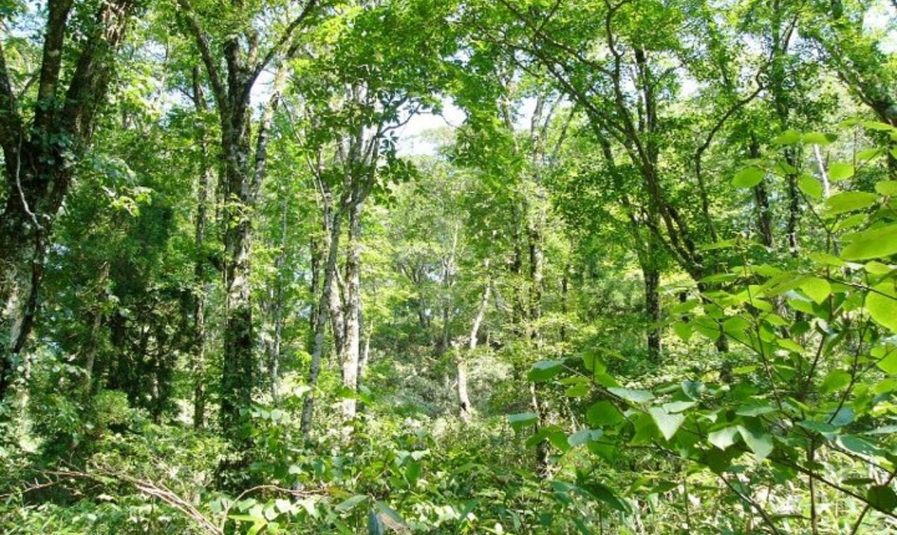 自然林 多様な生物が息づく豊かな水源の森