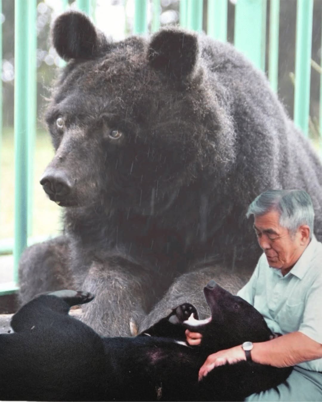 🐻ツキノワグマ太郎のお別れの会が執り行われました｜日本熊森協会